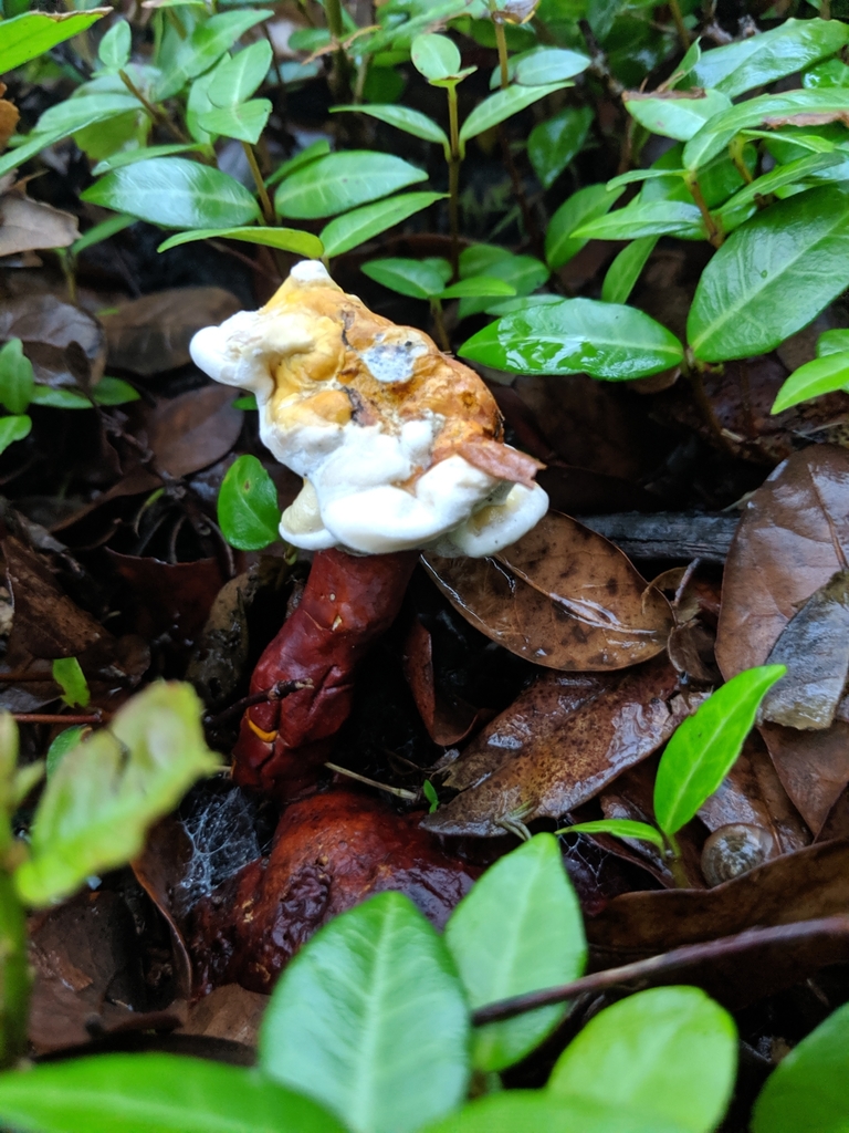first mushroom find of my life